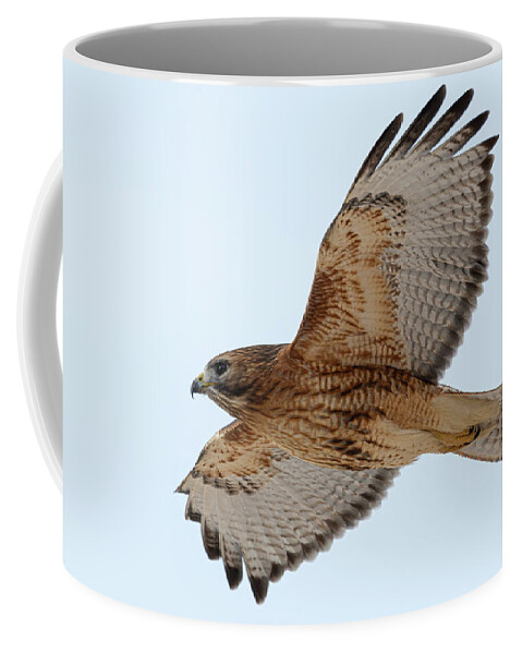 Hal Hybrid Hawk Bird Redtail X Redshoulder Red Tail Shoulder Shouldered Flying Flight Nature Red-tail Red-shoulder Red-shouldered Coffee Mug featuring the photograph Hybrid Hawk in Flight 1 by Brian Hale