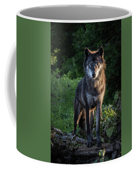 Wolf Coffee Mug featuring the photograph I Am Looking At You by Laura Hedien