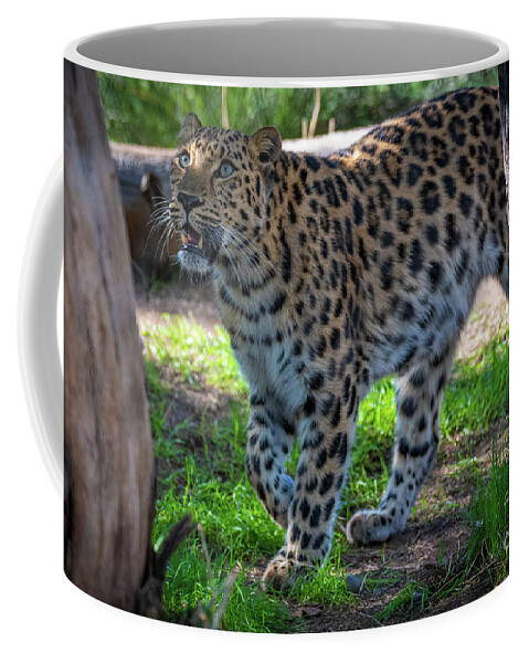 Cat Coffee Mug featuring the photograph I See Food by David Levin