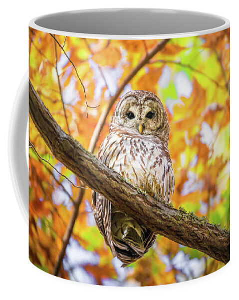 Barred Owl Coffee Mug featuring the photograph I See You by Jordan Hill