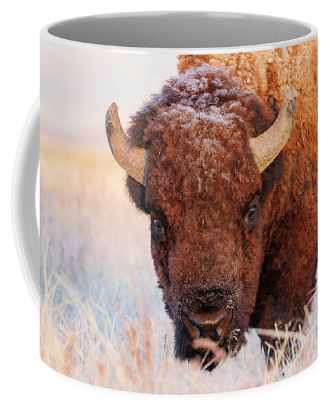 Bison Coffee Mug featuring the photograph Icy Stare from a Frost Covered Bison Bull by Tony Hake