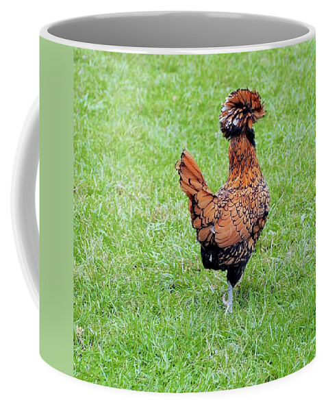 Chicken Coffee Mug featuring the photograph I'd Like To Stay But... by Alida M Haslett