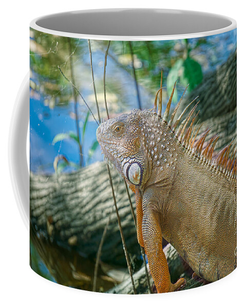 Nature Coffee Mug featuring the photograph Iguana by the River by Judy Kay