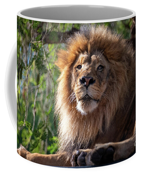 David Levin Photography Coffee Mug featuring the photograph I'm Looking at You by David Levin
