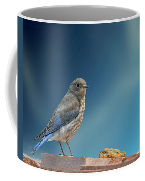 Bluebird Coffee Mug featuring the photograph Immature Bluebird with Blue Sky by Lowell Monke