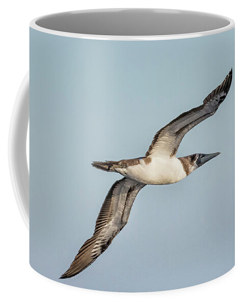 Masked Booby Coffee Mug featuring the photograph Immature Masked Booby, No. 4 by Belinda Greb