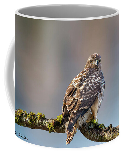 Animal Coffee Mug featuring the photograph Immature Red Tailed Hawk in a Tree by Jeff Goulden