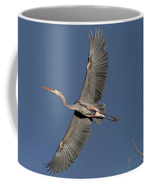 Great Blue Heron Coffee Mug featuring the photograph Impressive Wingspan of the Great Blue Heron. by Paul Martin