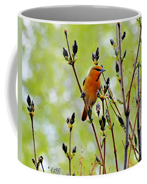 Bullock's Oriole Coffee Mug featuring the photograph In the Lilacs #1 by Dorrene BrownButterfield