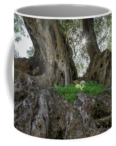 Olive Coffee Mug featuring the photograph In the shade of the olive tree by Adriana Mueller