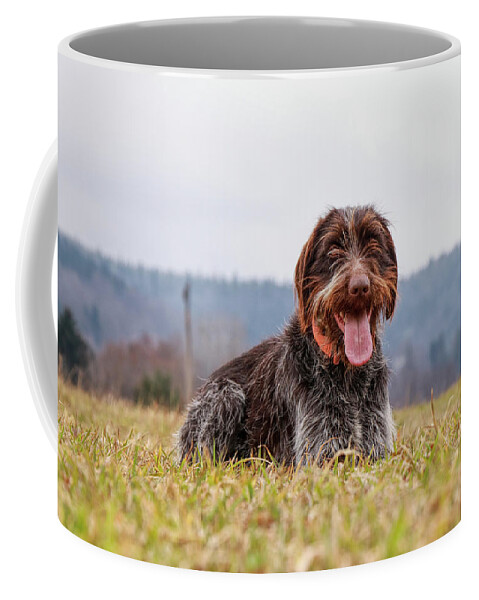 Bohemian Wire Coffee Mug featuring the photograph Incredible love bohemian wire sitting and relaxing in grass of meadow. Wirehaired puppy is relaxing with tongue out and happy animal face in field. Bohemian pointer enjoy a clean air by Vaclav Sonnek