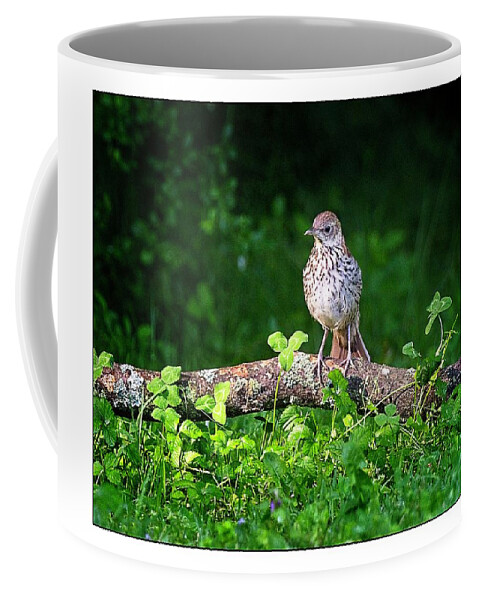 Juvenile Brown Thrasher Coffee Mug featuring the photograph Interesting World Out Here by John Benedict