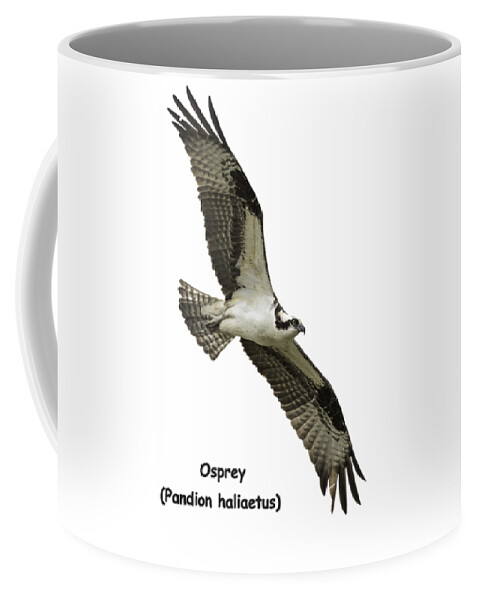 Osprey Coffee Mug featuring the photograph Isolated Osprey 2021-1-A by Thomas Young