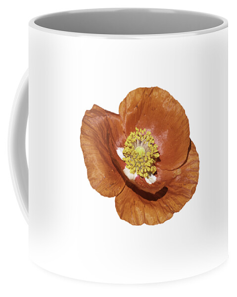 Poppy Coffee Mug featuring the photograph Isolated Poppy 2021-1 by Thomas Young
