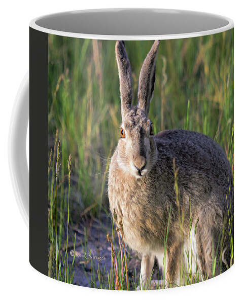 Jackrabbit Coffee Mug featuring the photograph Jackrabbit in Evening Light by Kae Cheatham