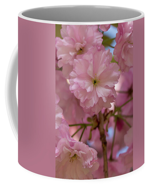 Flower Coffee Mug featuring the photograph Japanese Flowering Cherry 3 by Dawn Cavalieri