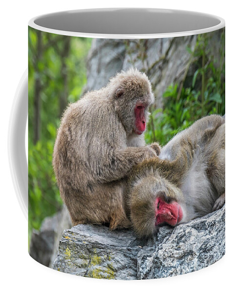 Japanese Macaque Coffee Mug featuring the photograph Japanese Macaques Grooming by Arterra Picture Library