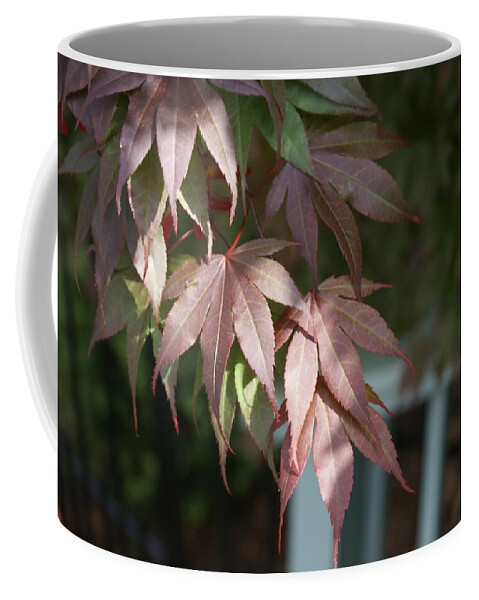  Coffee Mug featuring the photograph Japanese Maple by Heather E Harman