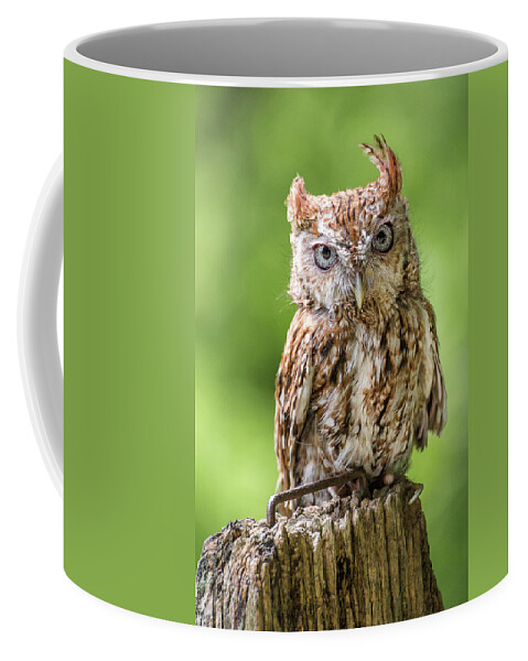Owl Coffee Mug featuring the photograph Jaunty owl by Robert Miller