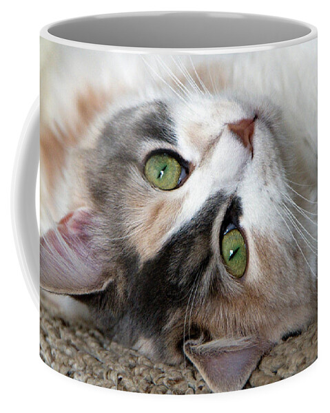 Cat Coffee Mug featuring the photograph Jaz by Robert Dann