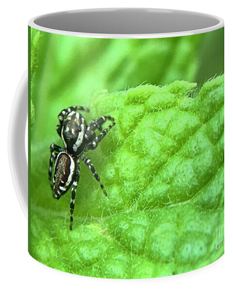 Spider Coffee Mug featuring the photograph Jumping Spider by Catherine Wilson