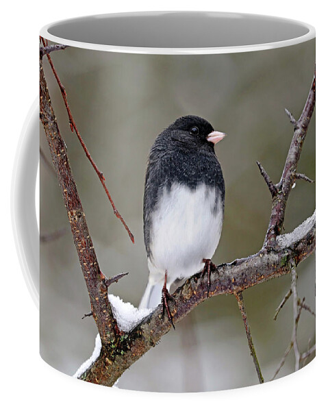 Junco Coffee Mug featuring the photograph Junco On Snowy Branch by Debbie Oppermann