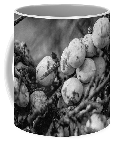 Tree Coffee Mug featuring the photograph Juniper Berries by Bonny Puckett