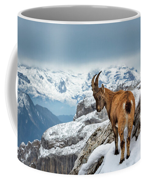Nature Coffee Mug featuring the photograph Just Goating Around by Rick Deacon