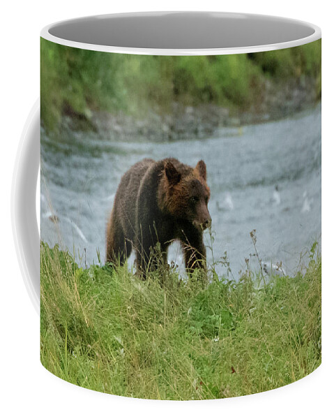Alaska Coffee Mug featuring the photograph Juvenile Brown Bear on the Bank of Pack Creek, Alaska by Nancy Gleason