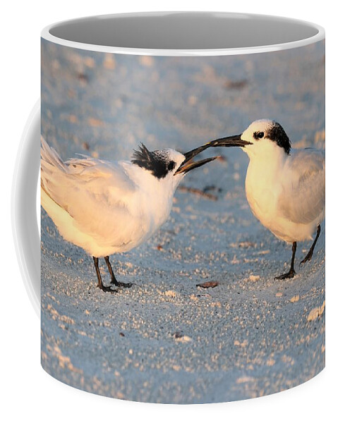 Cabot’s Terns Coffee Mug featuring the photograph Juvenile Cabot's Tern by Mingming Jiang