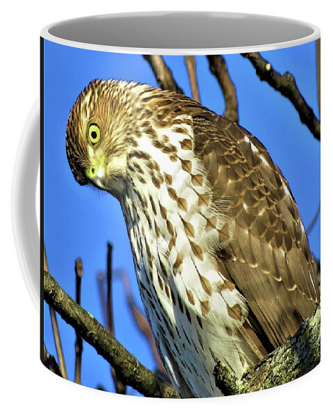 Hawks Coffee Mug featuring the photograph Juvenile Coopers Hawk Are you talkin' to me? by Linda Stern