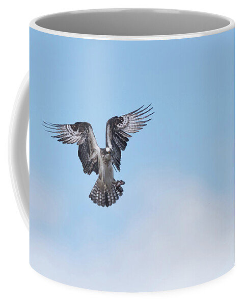 Osprey Coffee Mug featuring the photograph Osprey in the blue sky by Puttaswamy Ravishankar