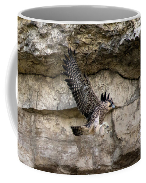 Peregrine Coffee Mug featuring the photograph Juvenile Peregrine Falcon by Steve Stuller