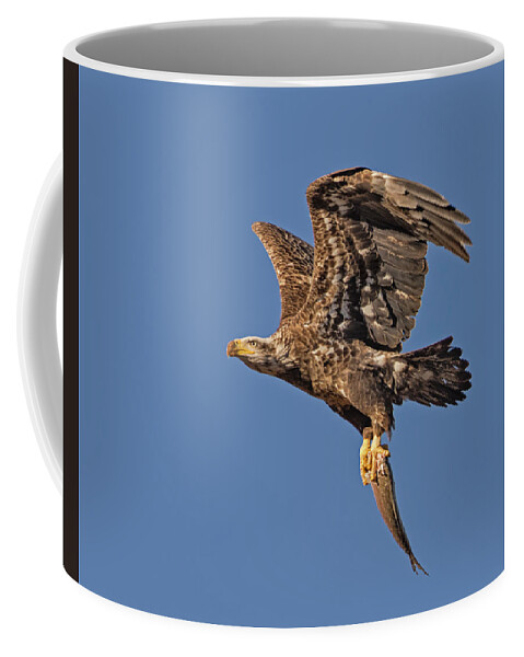 Bald Eagle Coffee Mug featuring the photograph Juvenille Bald Eagle by Susan Candelario