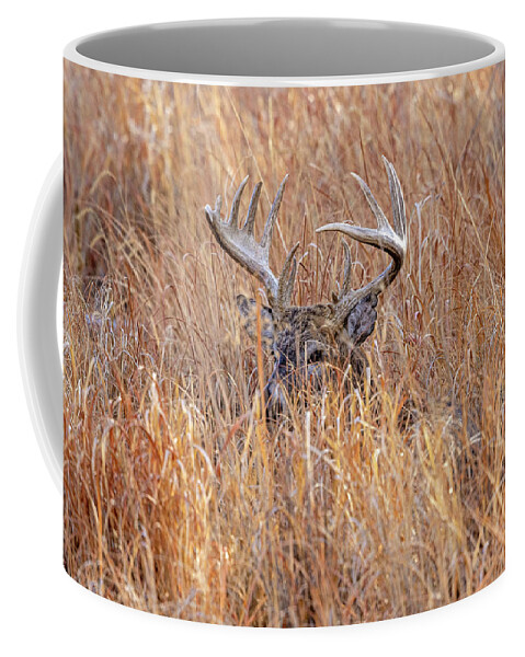 Deer Coffee Mug featuring the photograph Keeping and Eye On You by D Robert Franz
