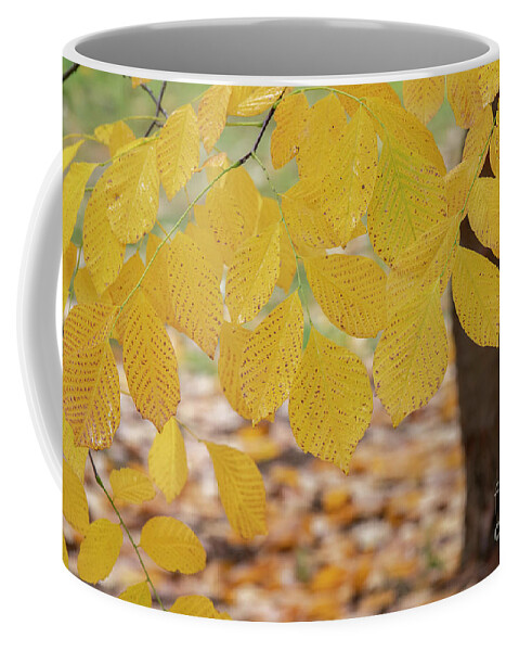 Cladrastis Kentukea Coffee Mug featuring the photograph Kentucky Yellowwood Foliage in the Fall by Tim Gainey