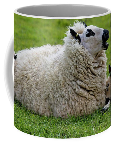 Sheep Coffee Mug featuring the photograph Kerry Hill Sheep, ewe with twin lambs by Tony Mills