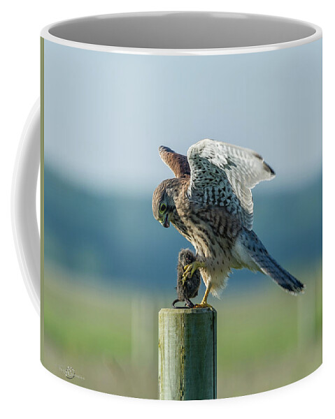 Kestrel's Landing Coffee Mug featuring the photograph Kestrels landing with the prey on the roundpole by Torbjorn Swenelius