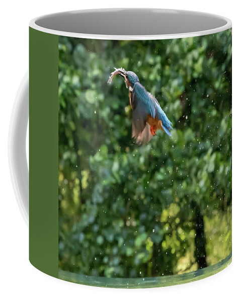 Kingfisher Coffee Mug featuring the photograph Kingfisher Climbing by Mark Hunter