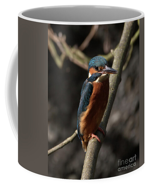 Nature Coffee Mug featuring the photograph Kingfisher resting by Stephen Melia