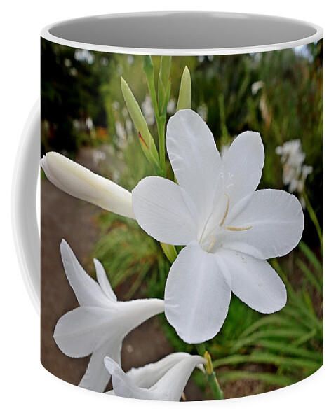 Kula Coffee Mug featuring the photograph Kula Botanical Gardens Study 34 by Robert Meyers-Lussier