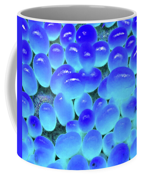 Fruit Coffee Mug featuring the photograph Kumquats In Blue by Andrew Lawrence