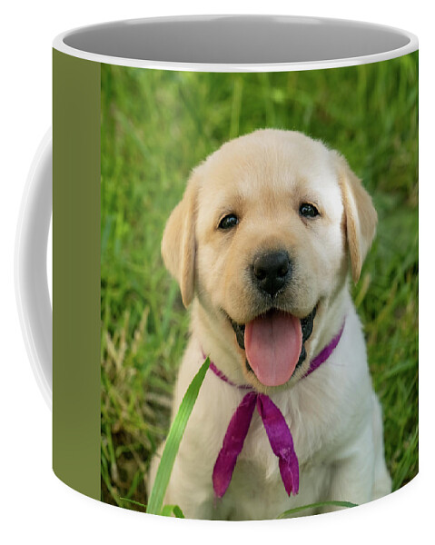 Puppy Coffee Mug featuring the photograph Labrador puppy in green grass by Mikhail Kokhanchikov