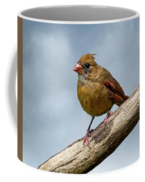 Bird Coffee Mug featuring the photograph Lady Bird by Cathy Kovarik