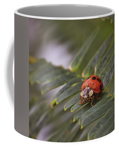 Mountain Coffee Mug featuring the photograph Lady in the Jungle by Go and Flow Photos
