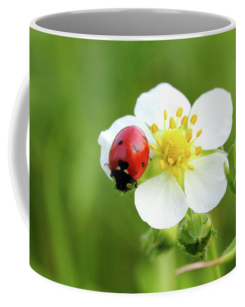 Ladybug Coffee Mug featuring the photograph Ladybug On White Flower Macro by Mikhail Kokhanchikov