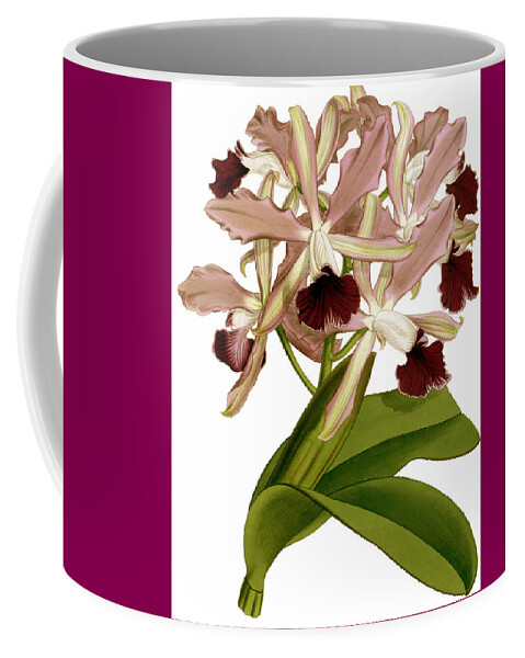 Laelia Coffee Mug featuring the mixed media Laelia Elegans Prasiata Orchid by World Art Collective