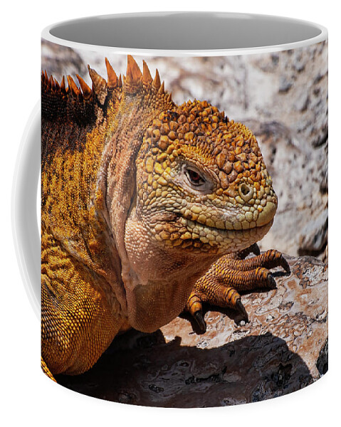 Plazas Island Coffee Mug featuring the photograph Land Iguana Portrait by Bob Phillips