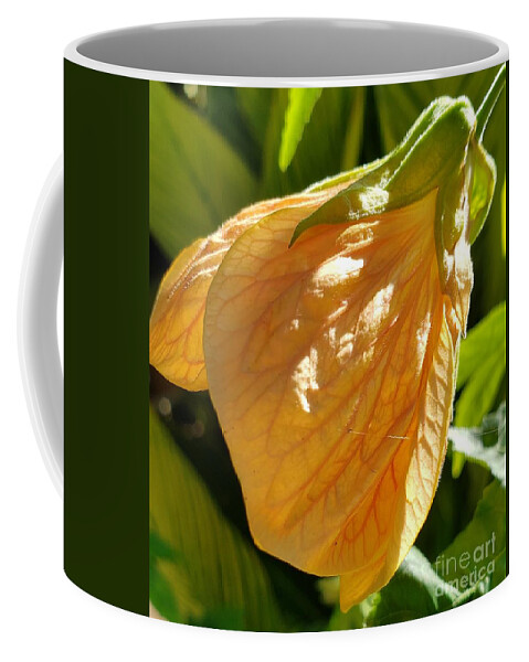 Beautiful Lantern Blossom Coffee Mug featuring the photograph Lantern Light by Anita Adams