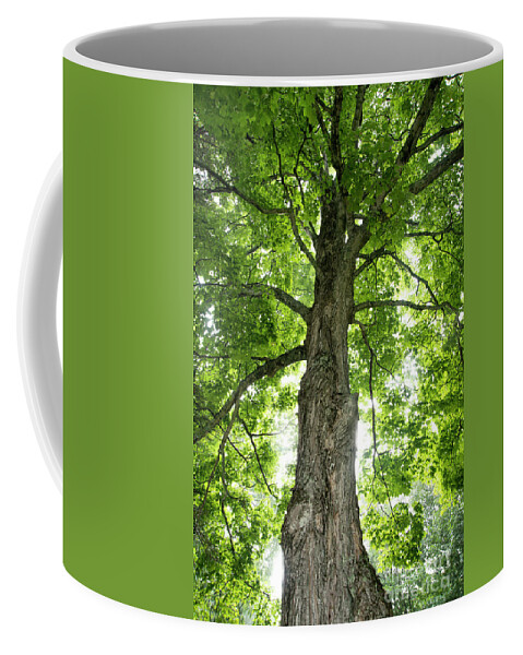 Large Coffee Mug featuring the photograph Large Maple Tree by Alana Ranney
